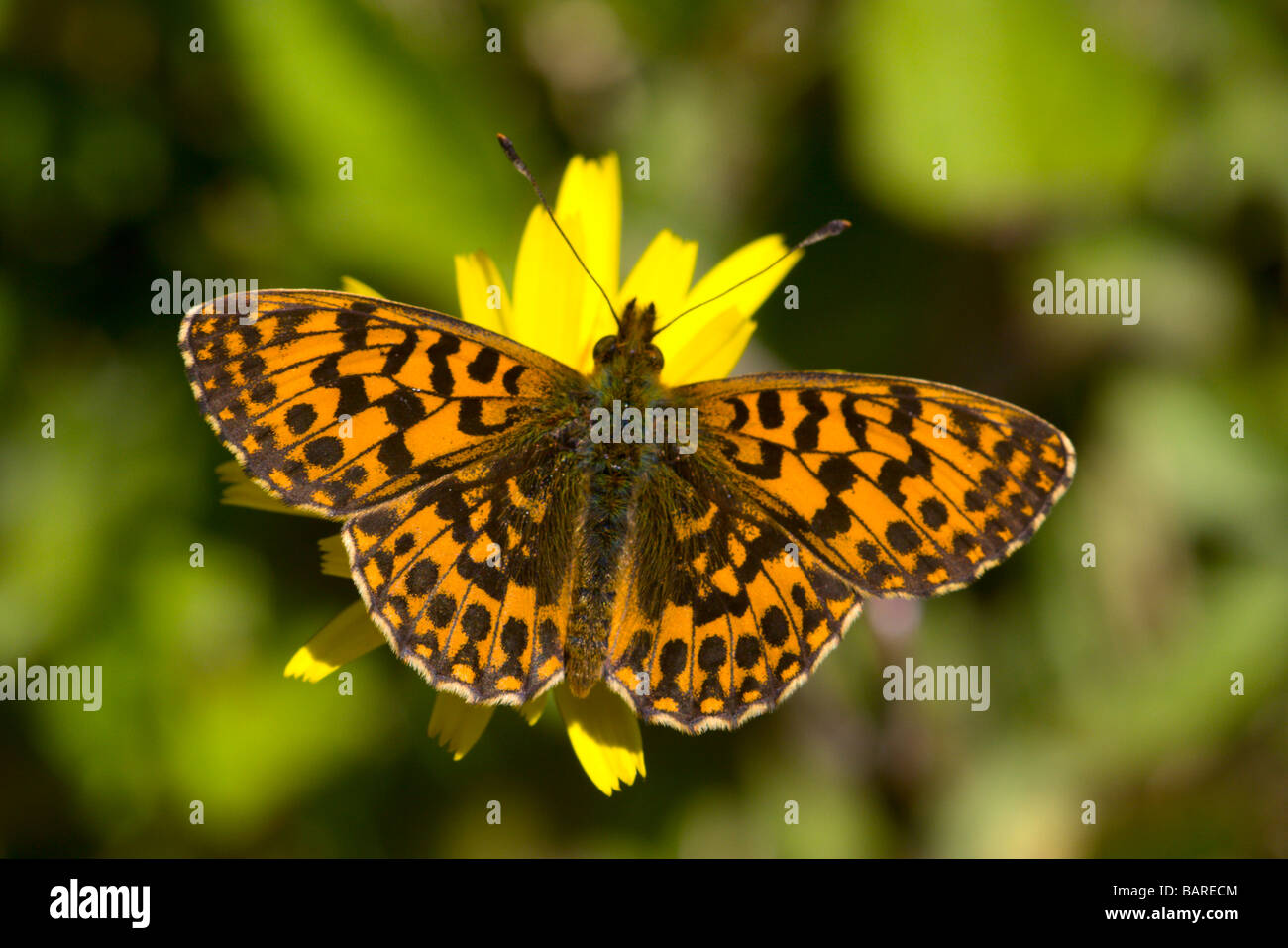 Weaver s Fritillary Butterfly Banque D'Images