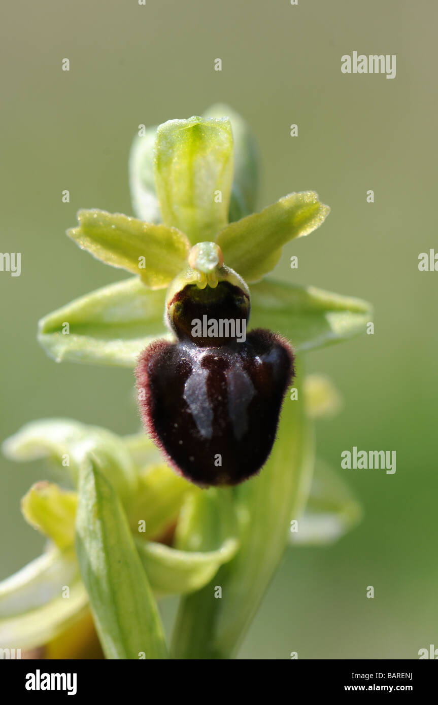 Début de l'orchidée araignée Banque D'Images