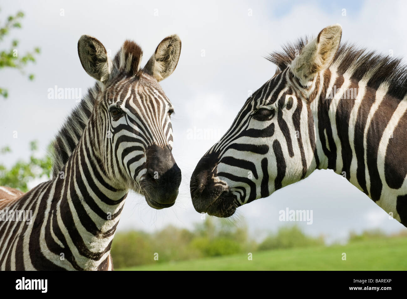 Le zèbre de Grant (Equus quagga boehmi) Captive, UK Banque D'Images