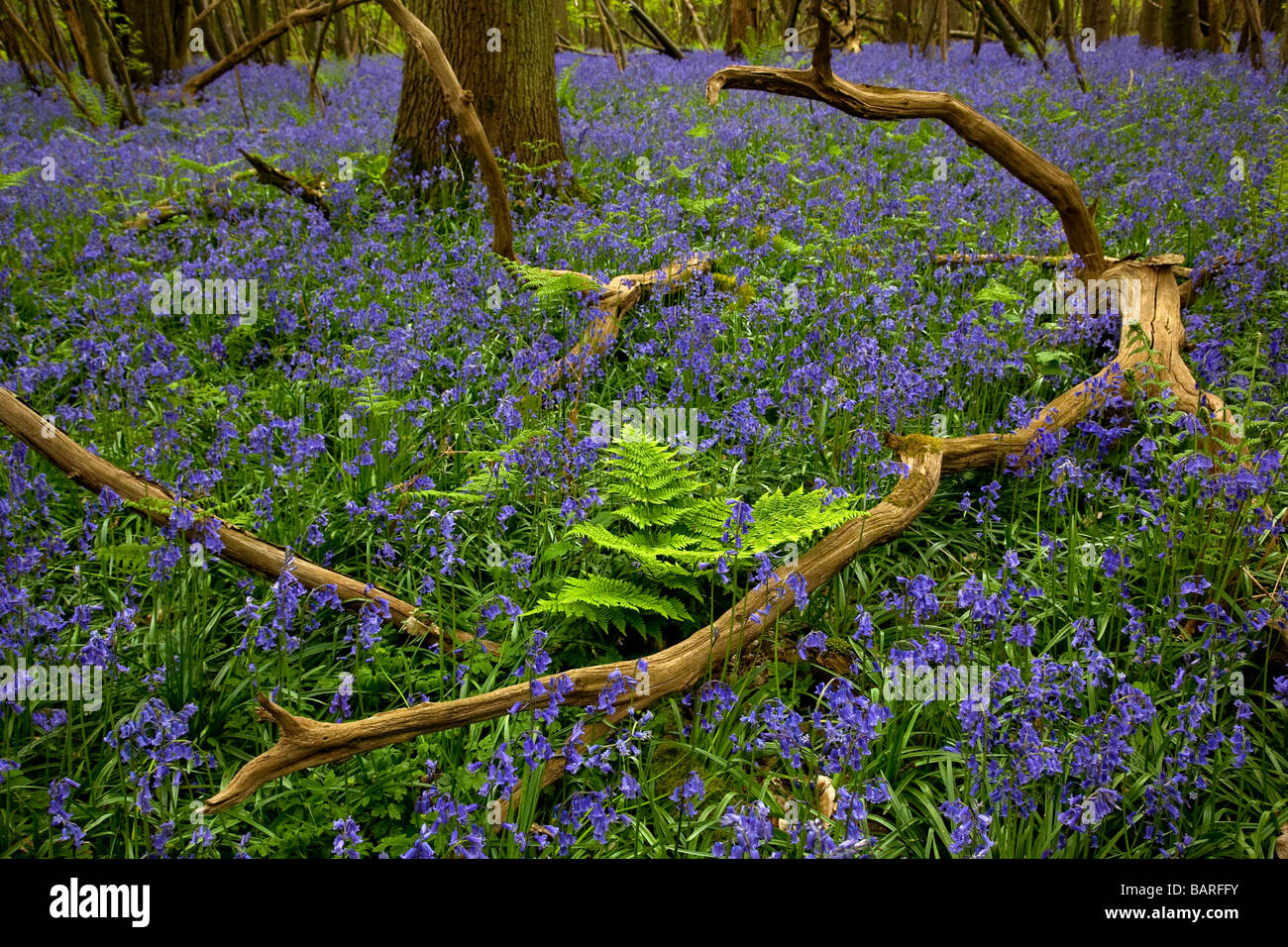 Bluebell s floraison dans Kingswood sur le Noth Kent Downs Way UK Banque D'Images