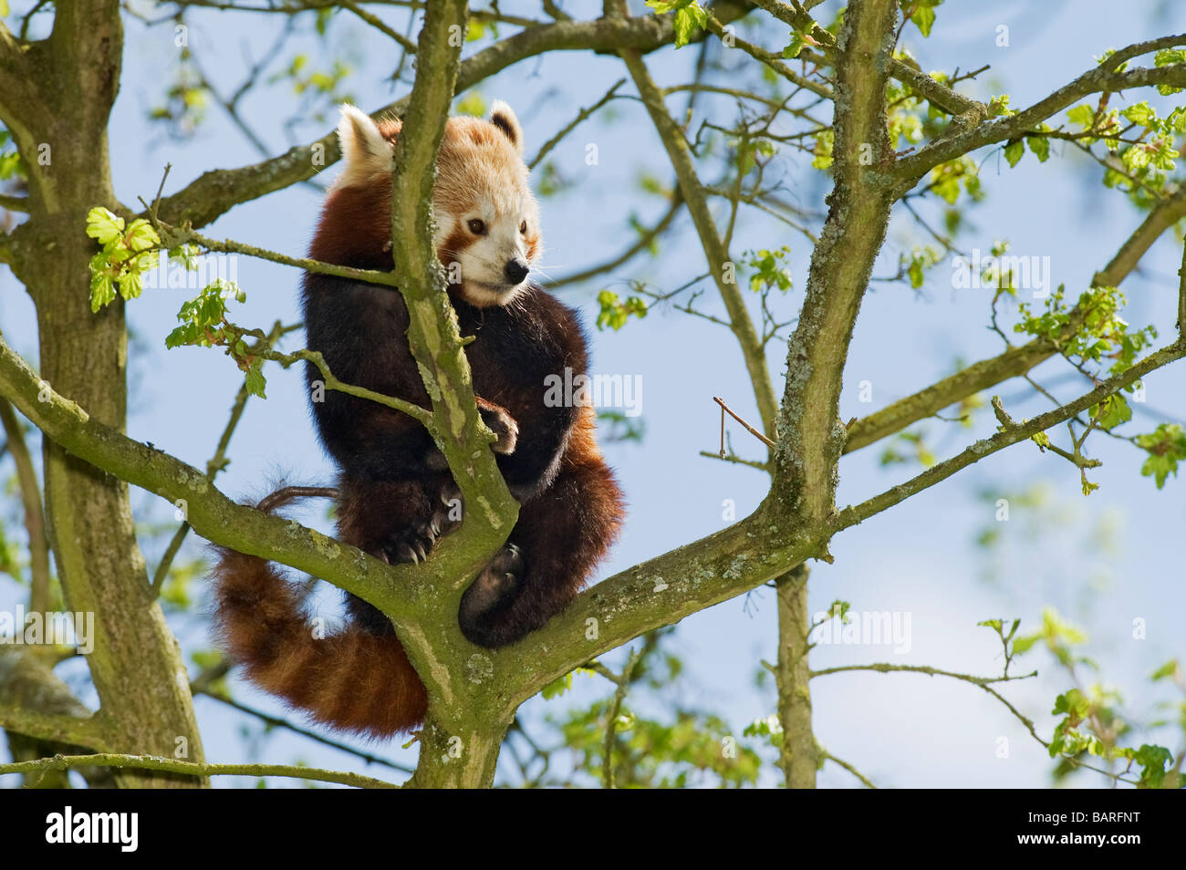 Panda rouge ou moins (Ailurus fulgens) Himalaya Chine Asie du Sud captive, Parc animalier de Port Lympne, Royaume-Uni Banque D'Images
