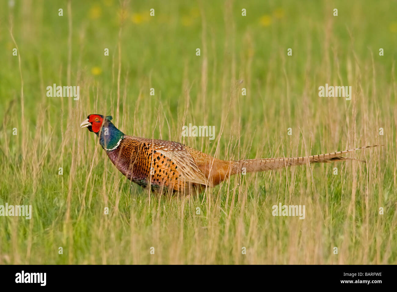 Portrait d'un homme colchius phasanius faisan Banque D'Images