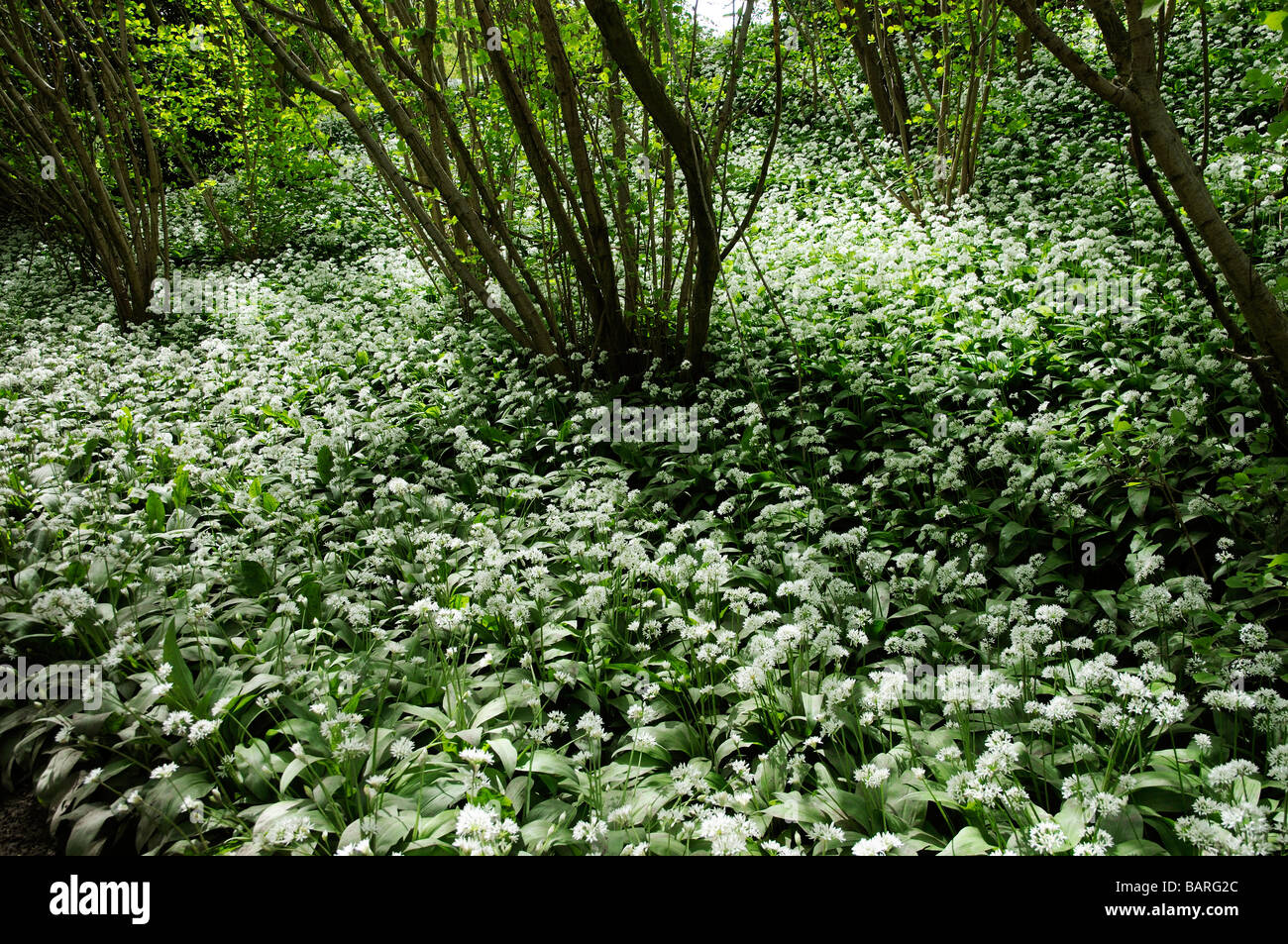 L'ail des ours Allium fleurs plantes dans un Usrinum français décor boisé England UK Banque D'Images