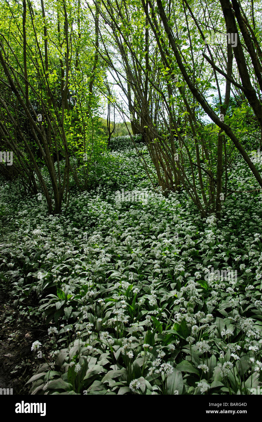 L'ail des ours Allium fleurs plantes dans un Usrinum français décor boisé England UK Banque D'Images