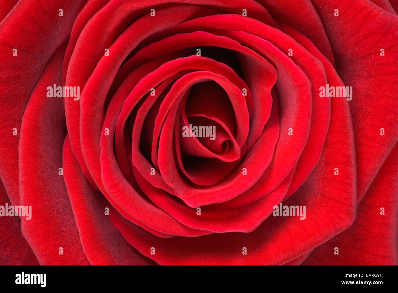 Close-up of a red rose Banque D'Images