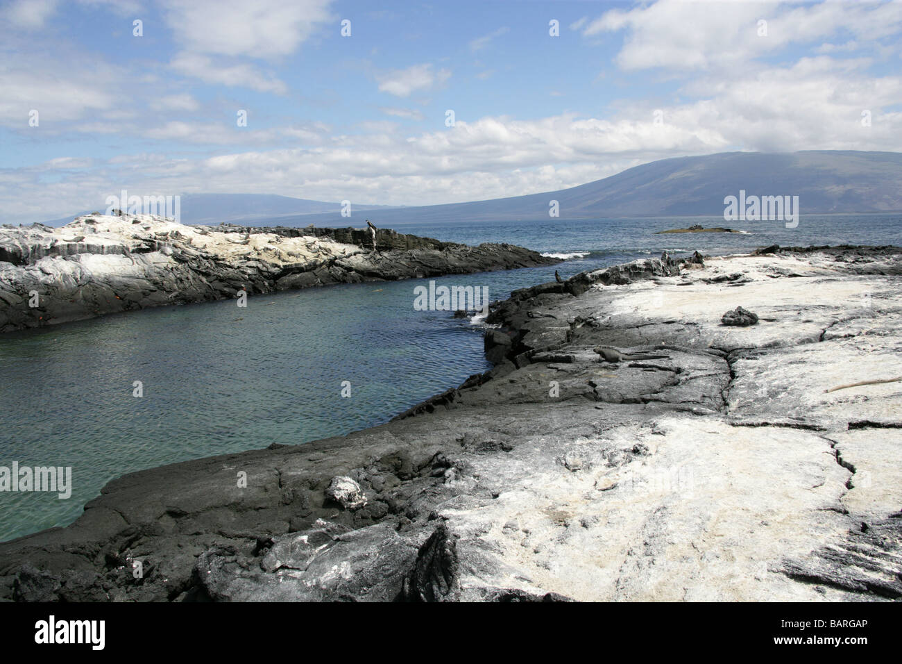 Punta Espinoza, Fernandina (Narborough) Island, îles Galapagos, Equateur, Amérique du Sud Banque D'Images