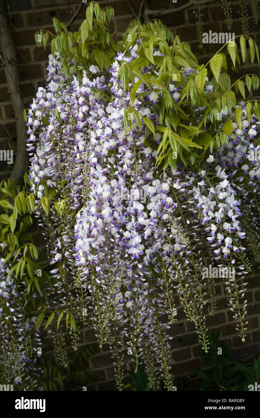 Les fleurs de glycine Banque D'Images
