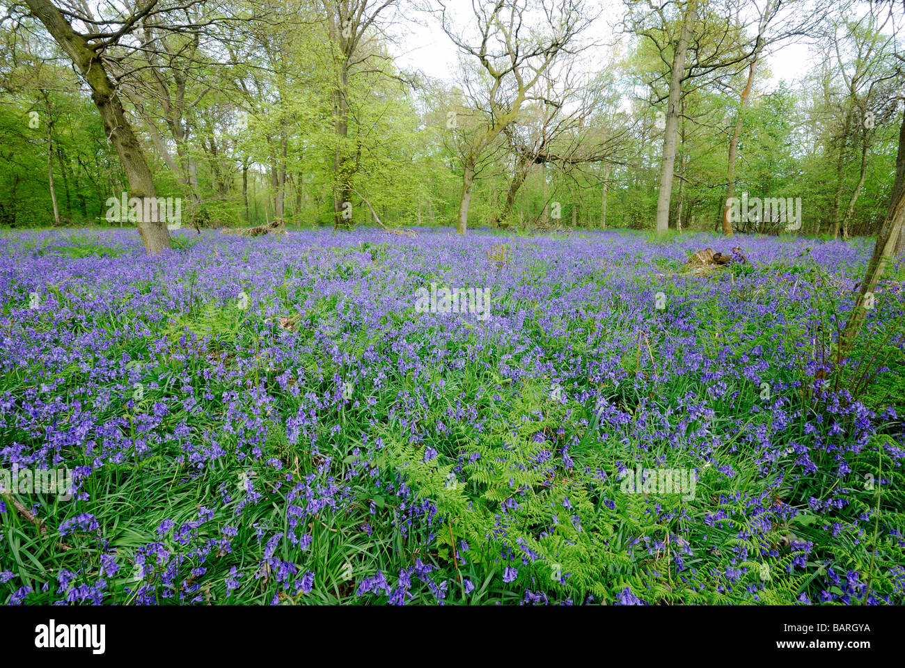 Bluebell wood sur North Downs Surrey Banque D'Images