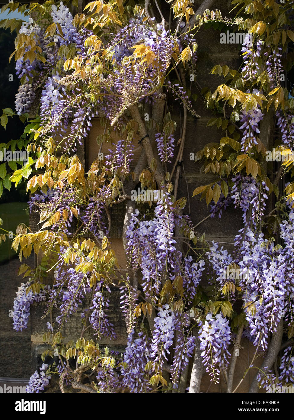 Fleurs de glycine de Chine Wisteria Sinensis ou les tiges des aiguilles d'une ficelle qui Banque D'Images
