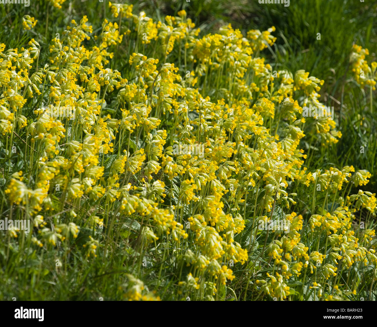 Primula veris cowslips sauvages dans le soleil du printemps Banque D'Images