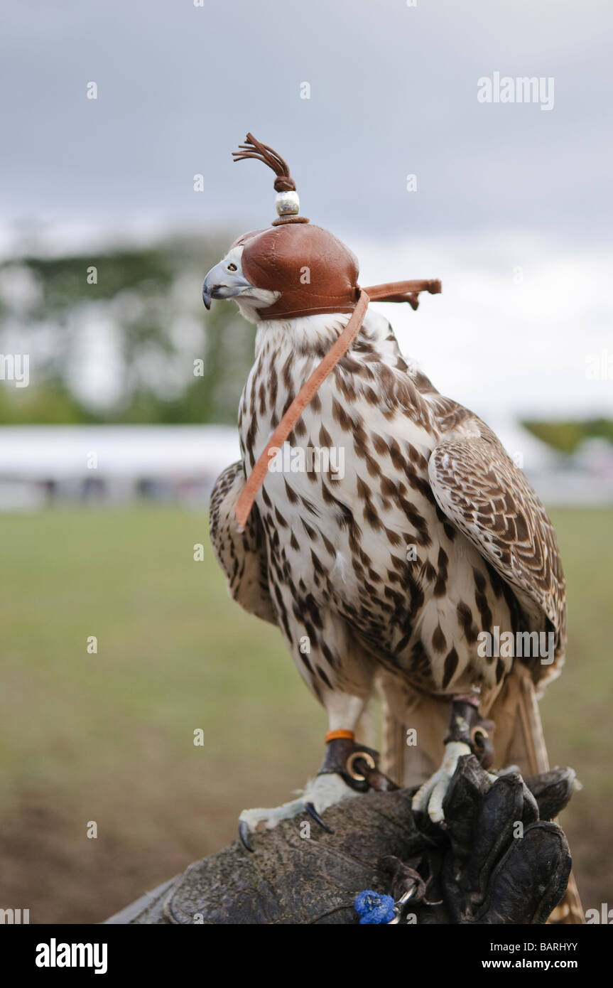 Falcon en captivité portant un capot sur un gant de cuir fauconniers Banque D'Images