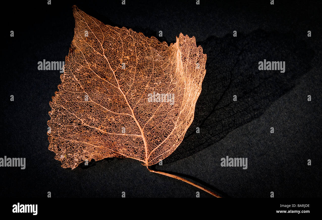 Feuilles en décomposition Banque D'Images