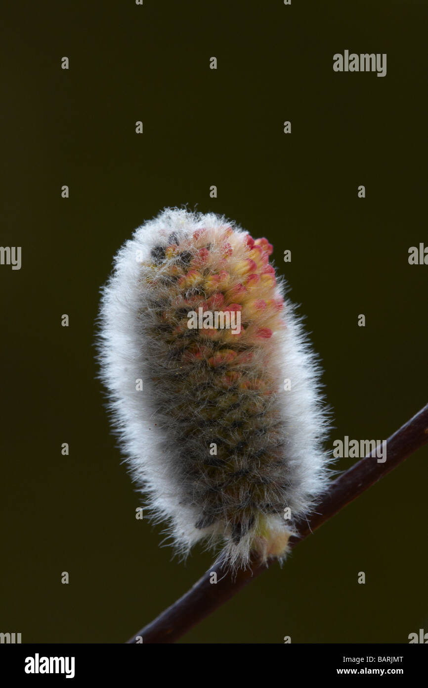 La floraison des chatons de saule Banque D'Images