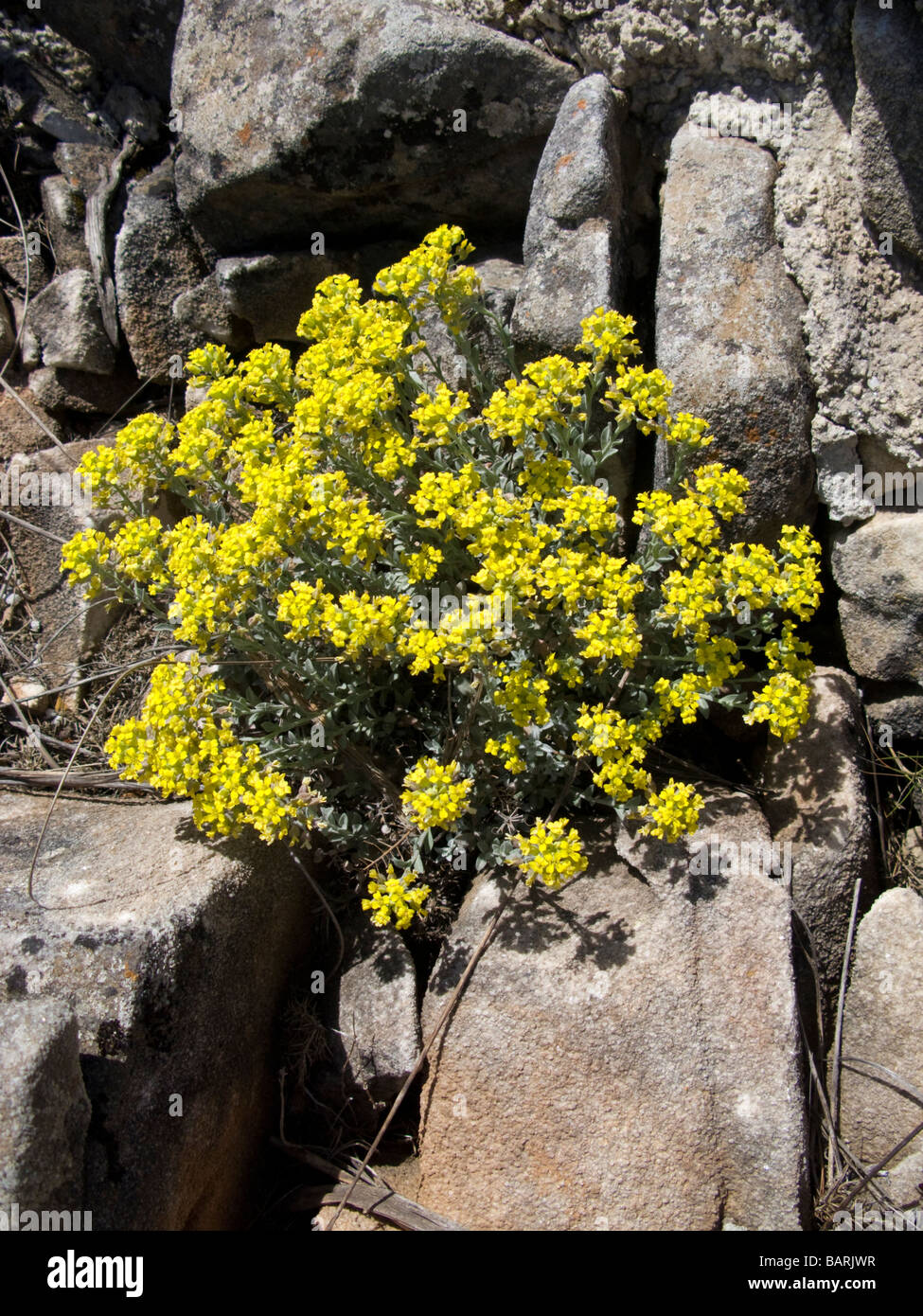 Plante sauvage jaune dans les roches d'une montagne d'Espagnol Banque D'Images