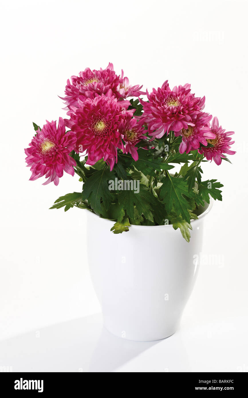 Fleurs de chrysanthème (Chrysanthemum indicum) en pot de fleurs Banque D'Images