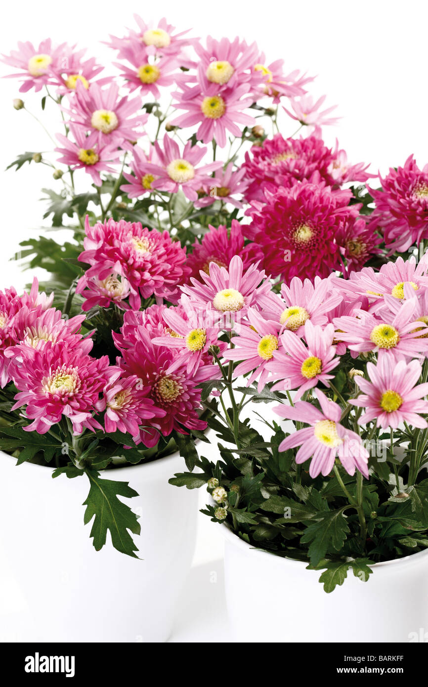 Fleurs de chrysanthème (Chrysanthemum indicum) en pot de fleurs Banque D'Images