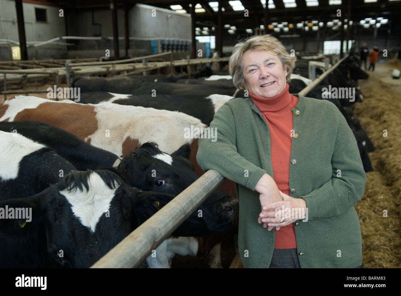 Mme Mary Mead Yeo Valley Farms, avec une partie de leurs vaches laitières Holstein-Friesian (noir et blanc). Blagdon, Somerset Angleterre 2 décembre 2008 2000s UK Banque D'Images