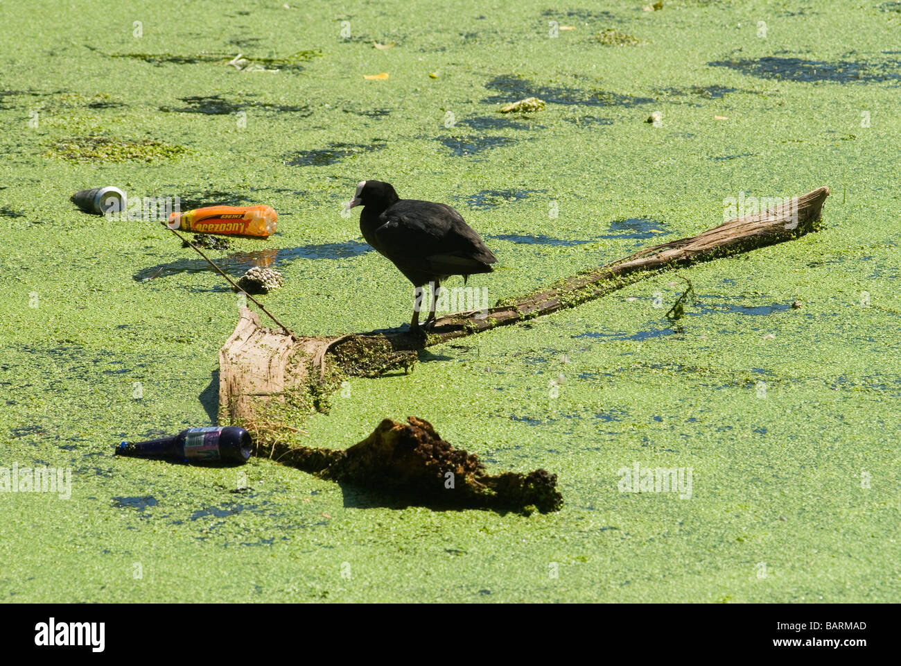 Moorhen Moorehen Morehen Stratford East London pollution de la faune 2009 2000 HOMER SYKES, ROYAUME-UNI Banque D'Images