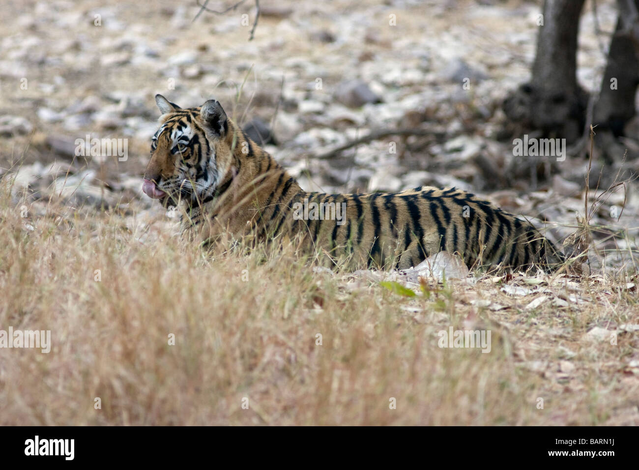 Lécher un tigre dans la nature derrière la réserve de tigres de Ranthambore au camouflage, de l'Inde. ( Panthera tigris ) Banque D'Images