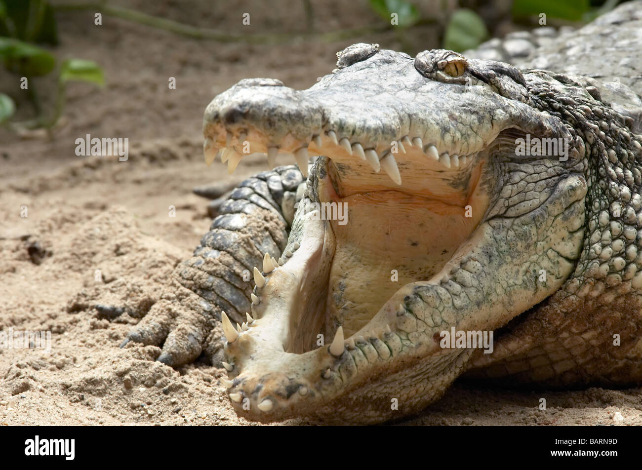 Crocodile prêt à frapper Banque D'Images