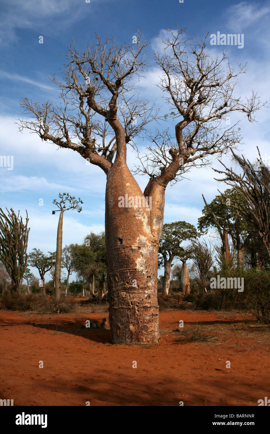 Baobab à la Forêt épineuse, Ifaty, Madagascar Banque D'Images