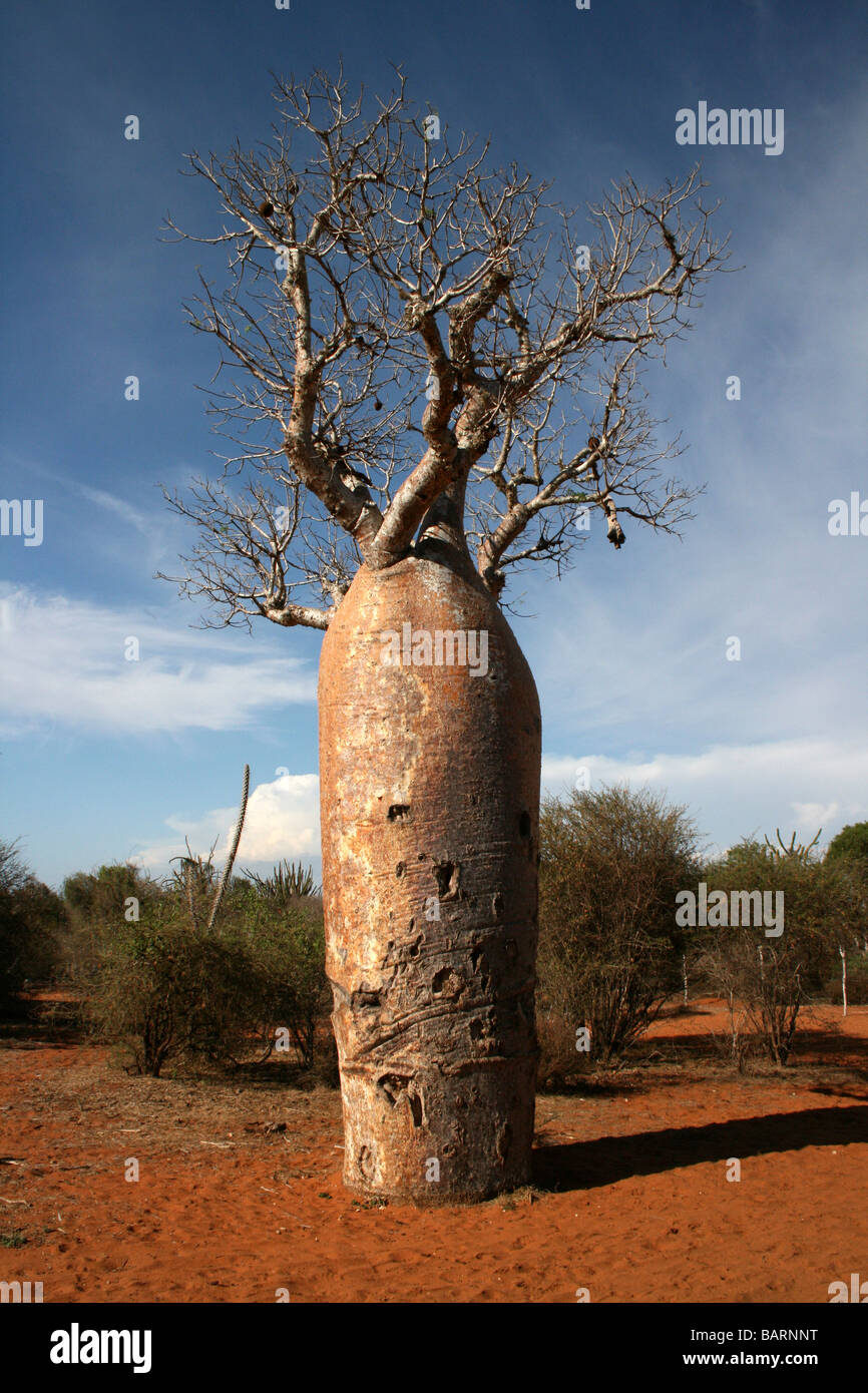 Tronc enflé de Baobab à la Forêt épineuse, Ifaty, Madagascar Banque D'Images