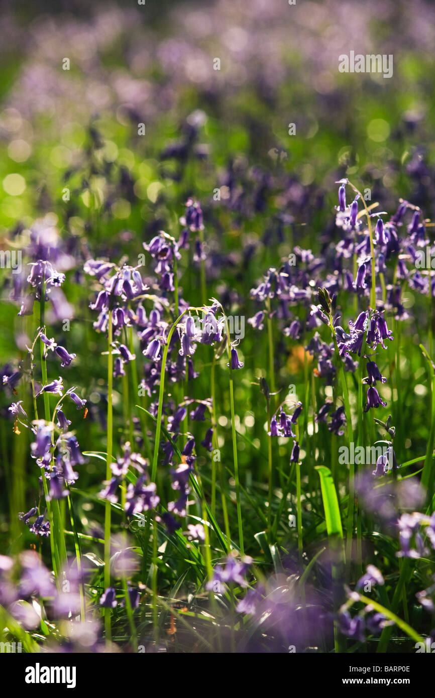 Close up de jacinthes en fleur, Soudley Hill, forêt de Dean, Gloucestershire, Royaume-Uni Banque D'Images