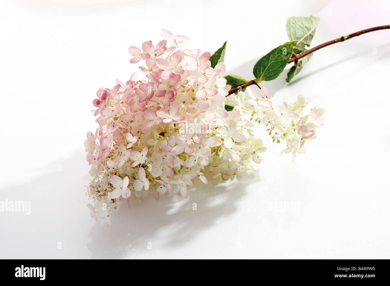 Hortensia (Hydrangea paniculata) Banque D'Images