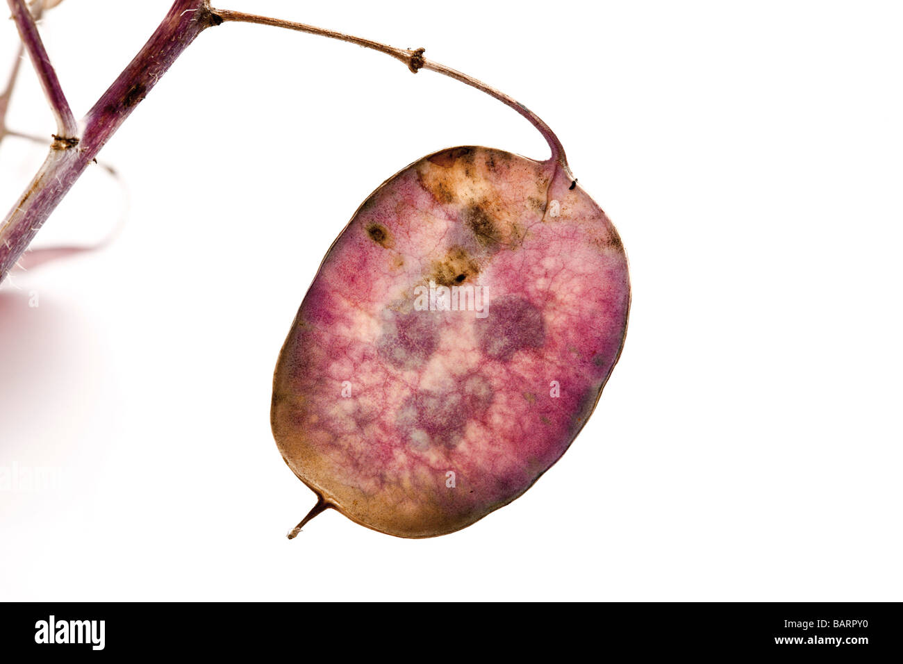 Franchise annuelle (Lunaria annua), close up Banque D'Images