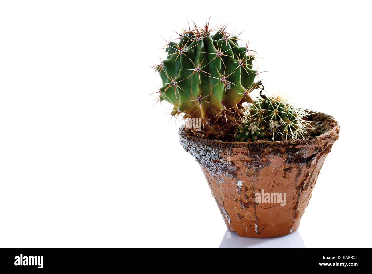 Cactus en pot (Cactaceae) Banque D'Images