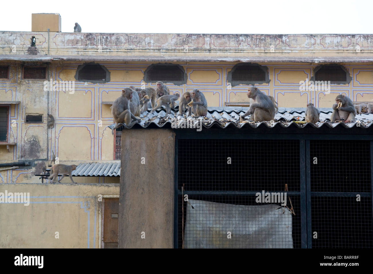 Inde Rajasthan Jaipur macaque rhésus en centre-ville Banque D'Images