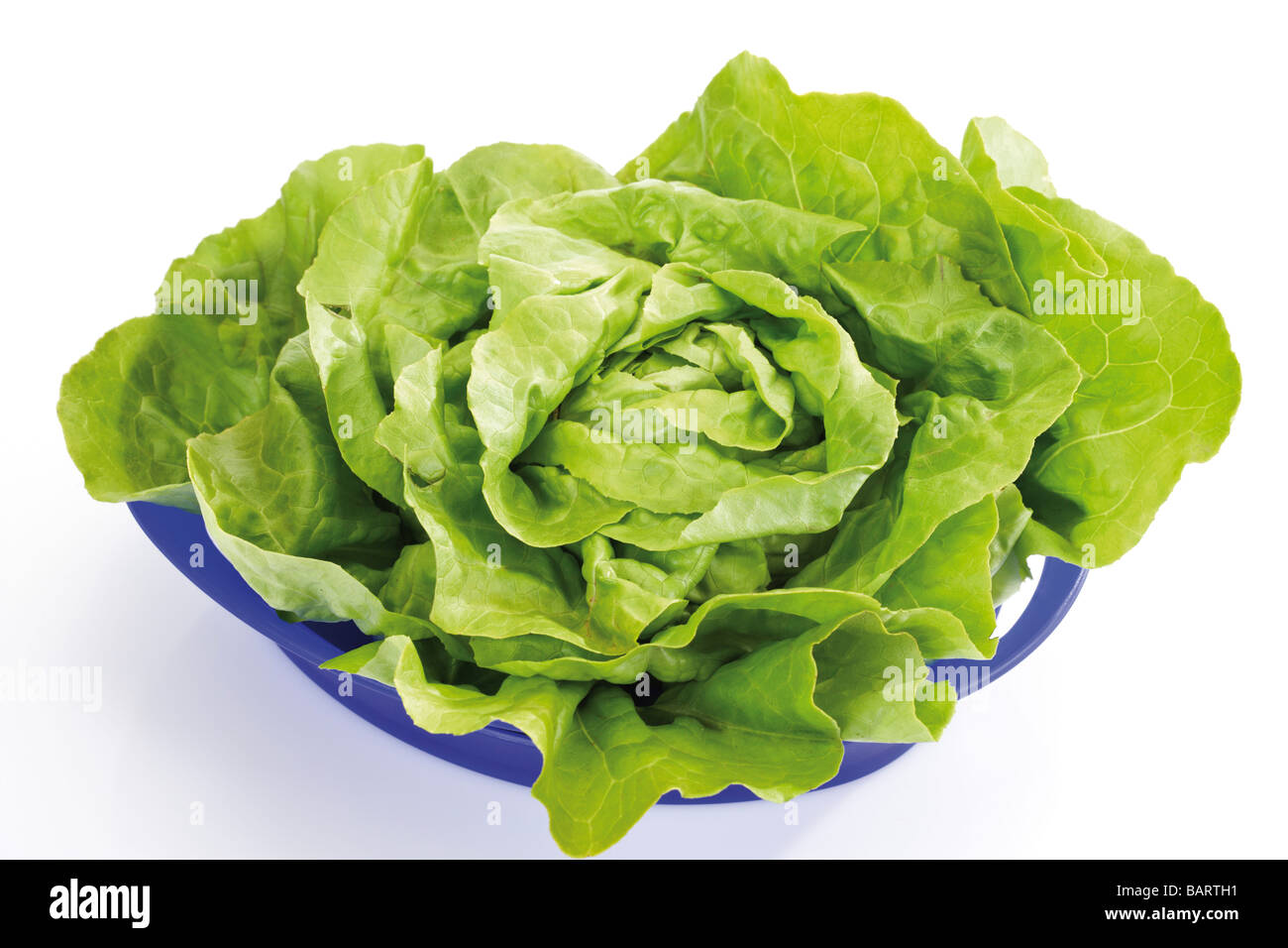 La laitue (Lactuca sativa var. capitata) dans un bol en plastique, elevated view Banque D'Images