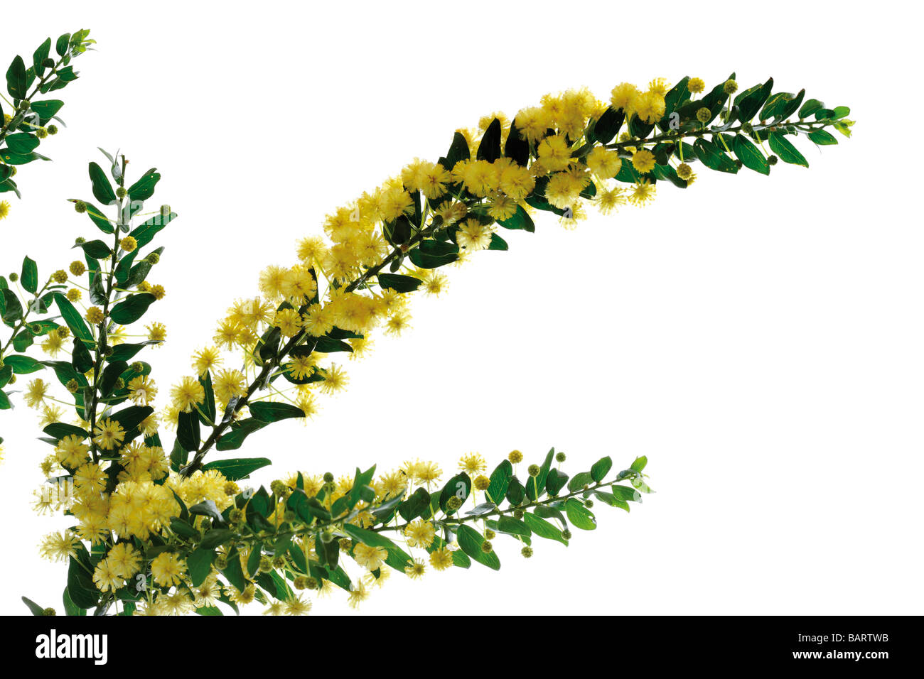 Wattle Couverture, Kangaroo Thorn (Acacia armata, Acacia paradoxa), la floraison des rameaux, close-up Banque D'Images