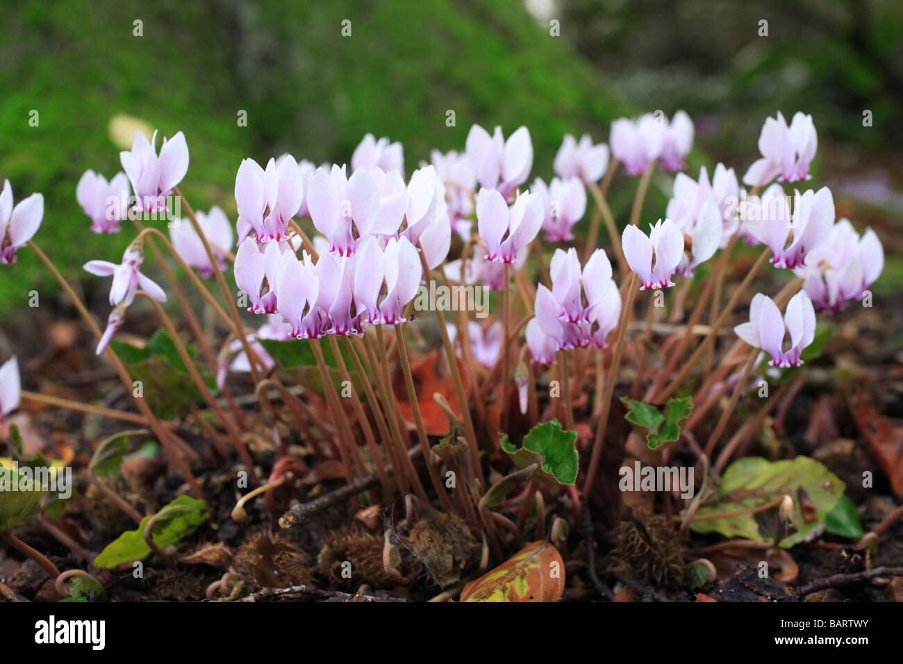 Cyclamen hederifolium 'fleurs des bois" Banque D'Images