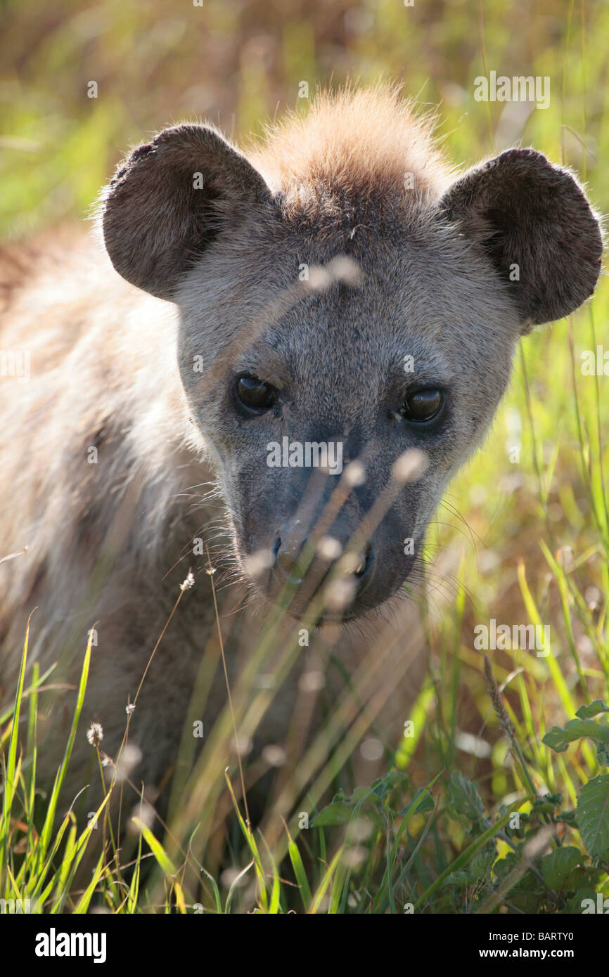 L'Hyène tachetée dans le parc national du Serengeti en Tanzanie à l'aube Banque D'Images
