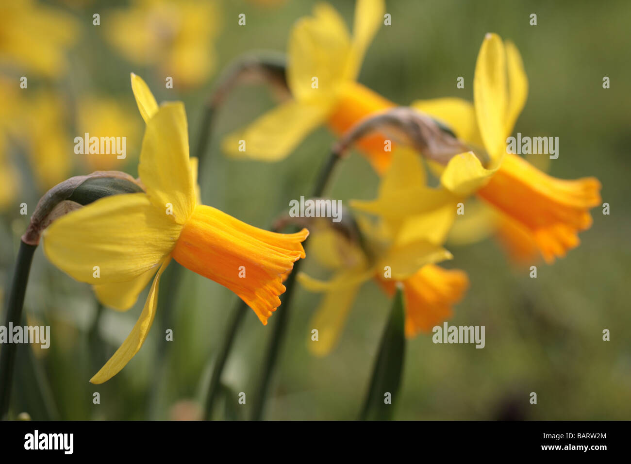 La tête de la jonquille narcissus 'daffs' dans une rangée Banque D'Images
