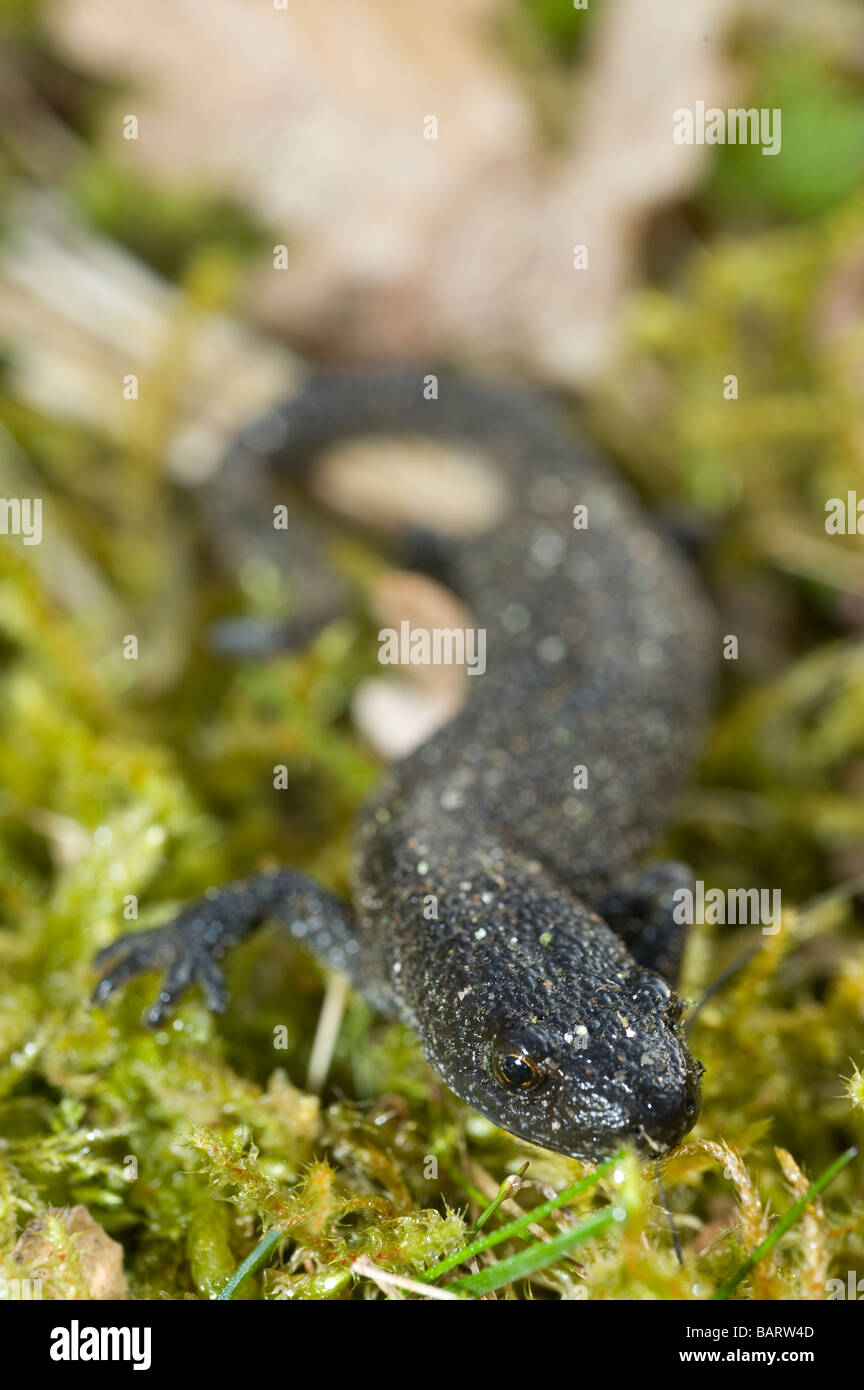 Salamandre (Triturus cristatus) Suède Banque D'Images