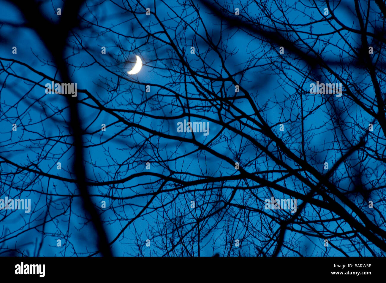 L'humeur spooky, lune de nuit en forêt, Suède Banque D'Images