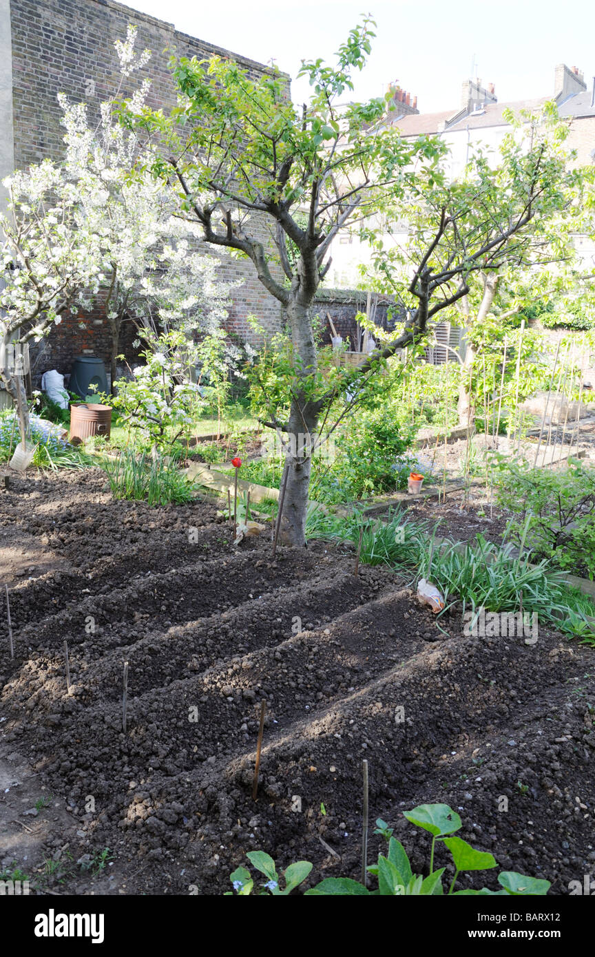 Avril,la floraison des arbres fruitiers et de pommes de terre jusqu'à la terre sur le terrain de Londres,Angleterre organiques allotissement,UK Banque D'Images