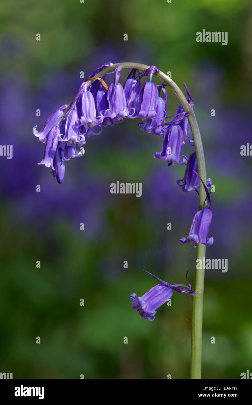 Bluebell Hyacinthoides non-scripta close up Banque D'Images