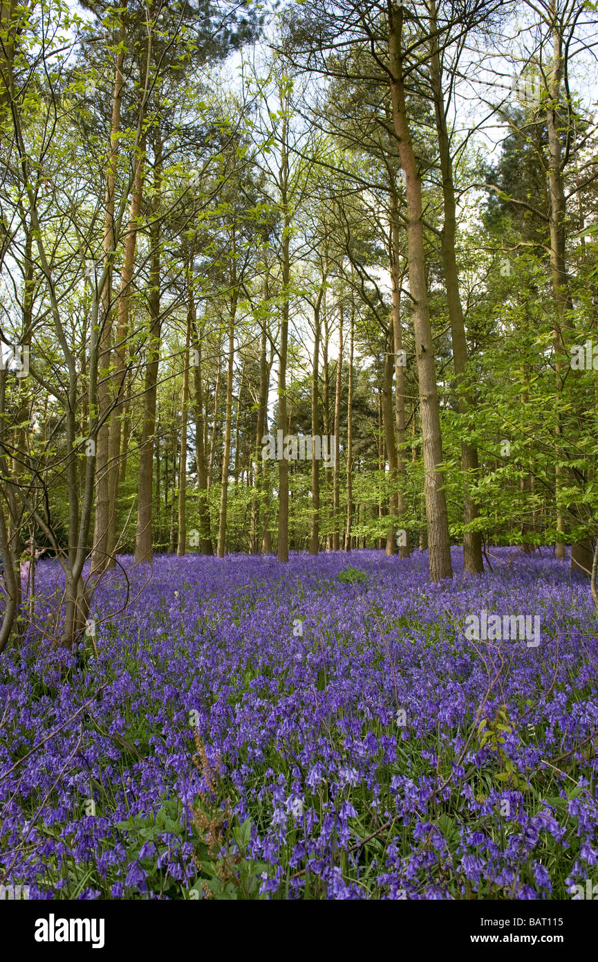 Une masse de jacinthes dans un bois dans le Warwickshire, Angleterre , Royaume-Uni. Banque D'Images