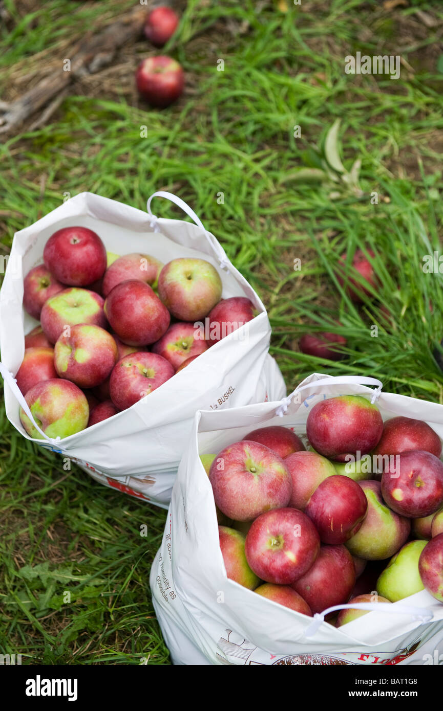 Deux boisseaux d'Apple de l'emplacement sur le terrain dans un État de New York apple orchard. Banque D'Images