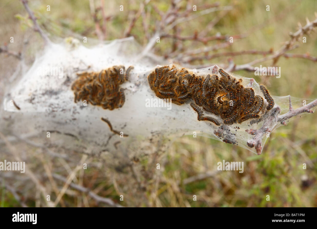 Une masse de chenilles queue brune sortant de leur tente de protection au printemps. Banque D'Images