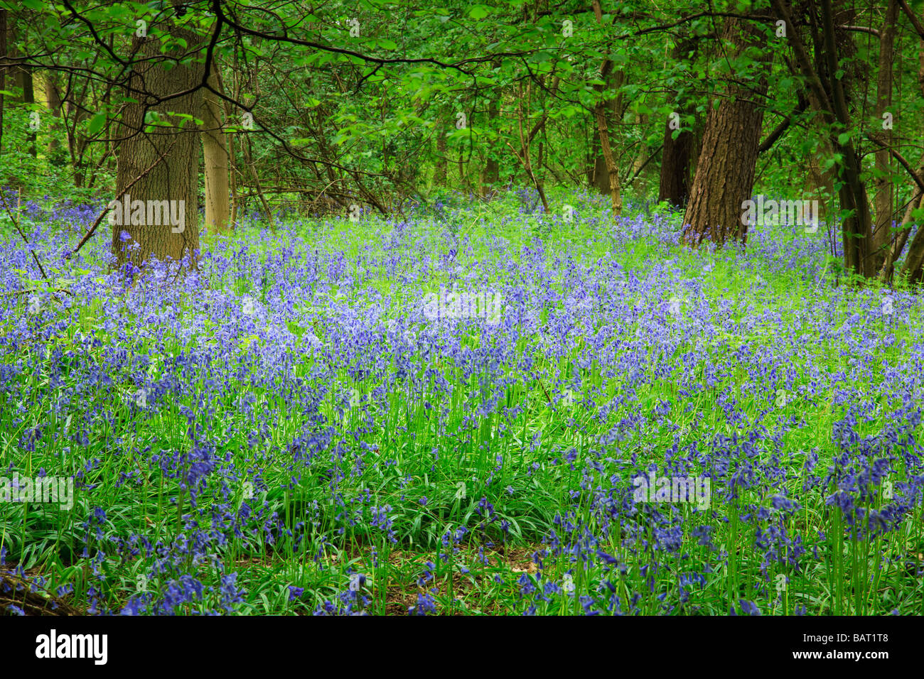 British Bluebell, Hyacinthoides non-scripta, fleurit dans les bois au printemps. Banque D'Images