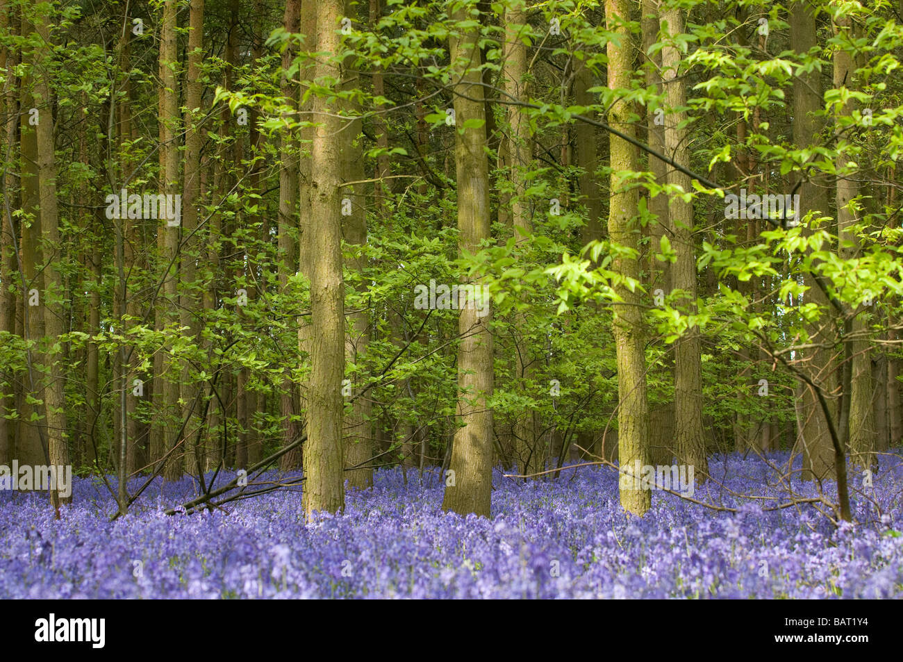 Une masse de jacinthes dans un bois dans le Warwickshire, Angleterre , Royaume-Uni. Banque D'Images