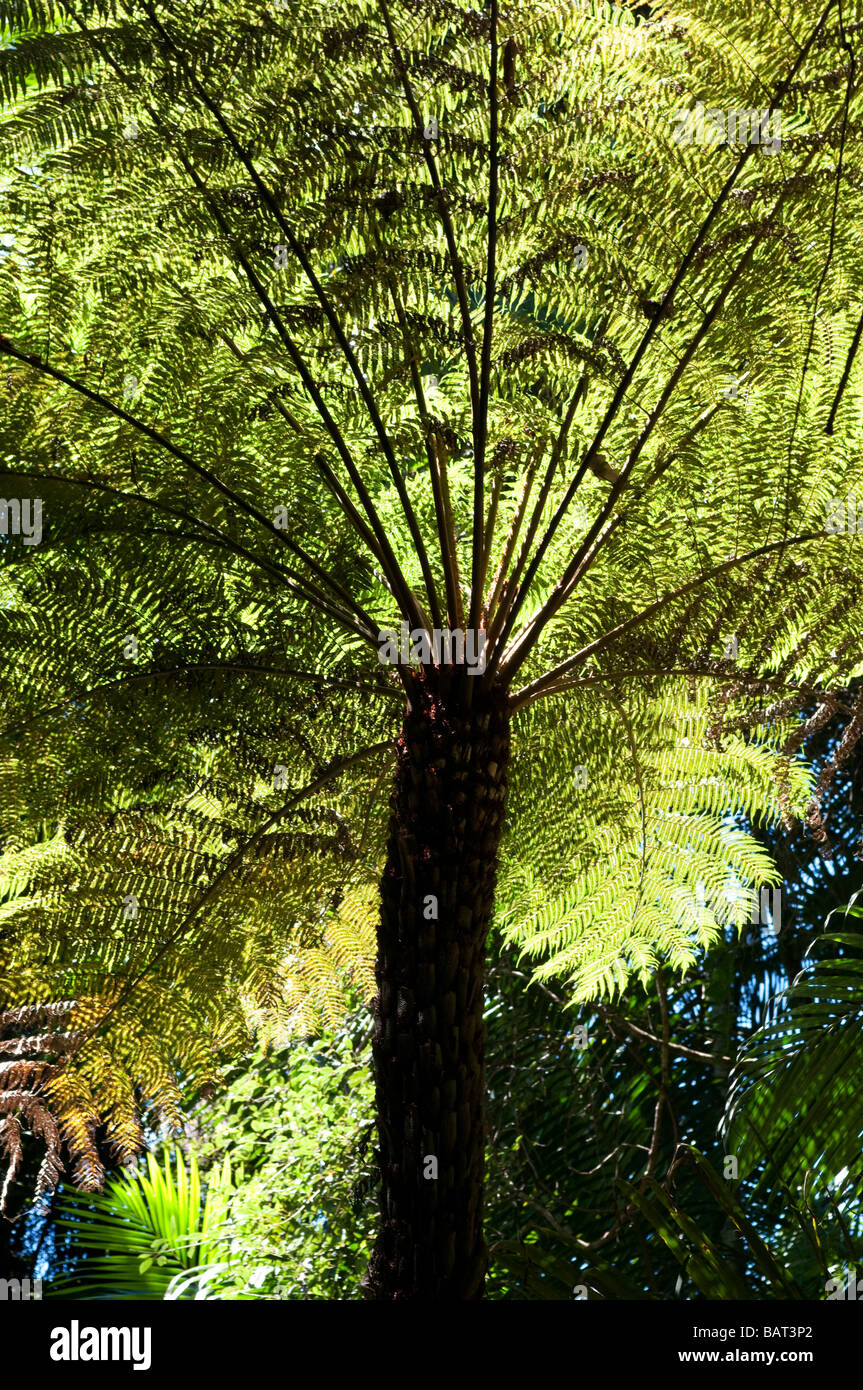 Fern tree Parc National de Springbook Queensland Australie Banque D'Images