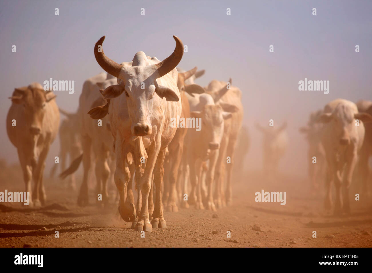 Le bétail sur une route poussiéreuse, dans le nord du Kenya au coucher du soleil Banque D'Images