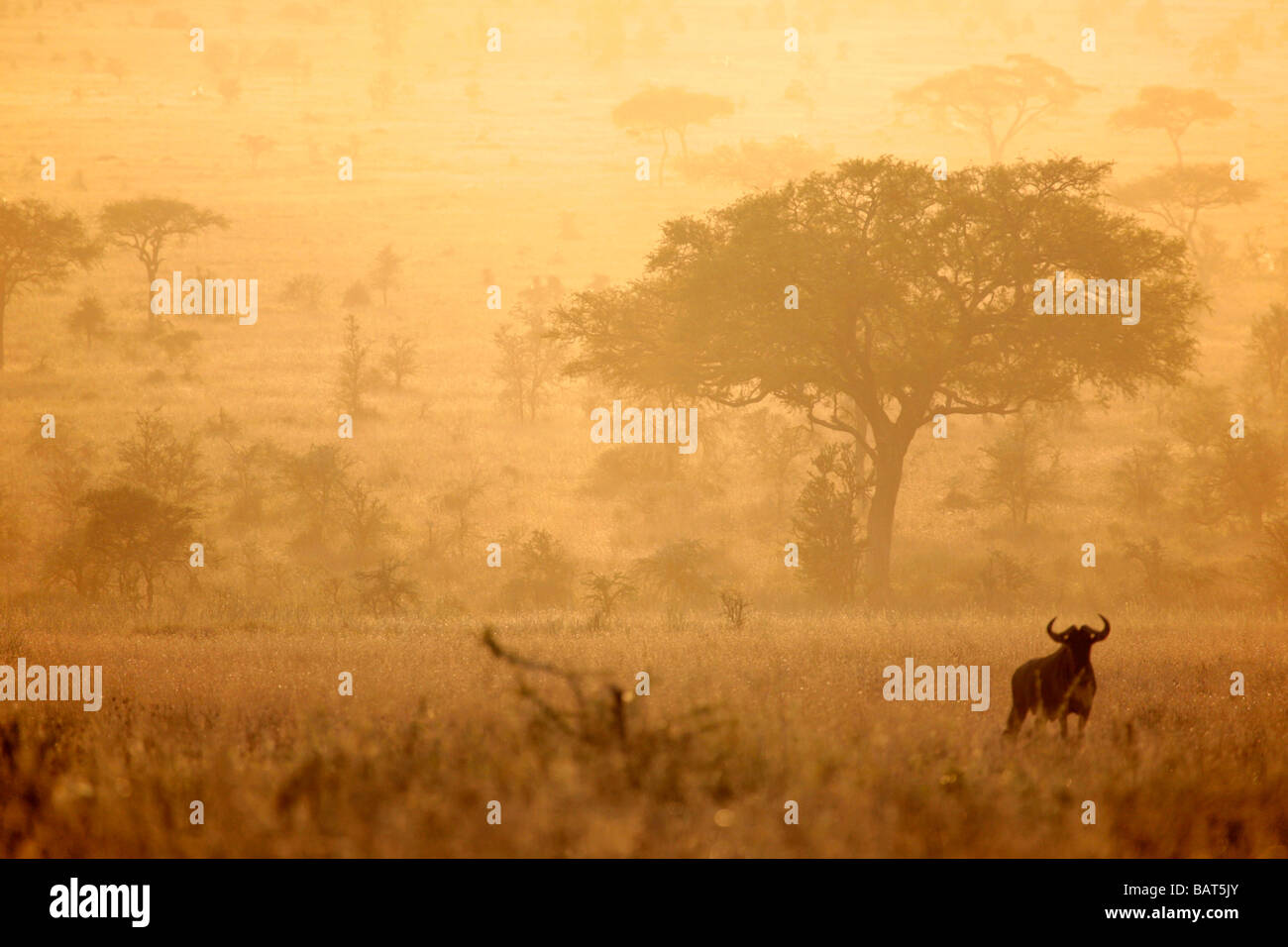 Gnous au coucher du soleil sur les plaines du Serengeti pendant la migration annuelle vers le Masai Mara Banque D'Images