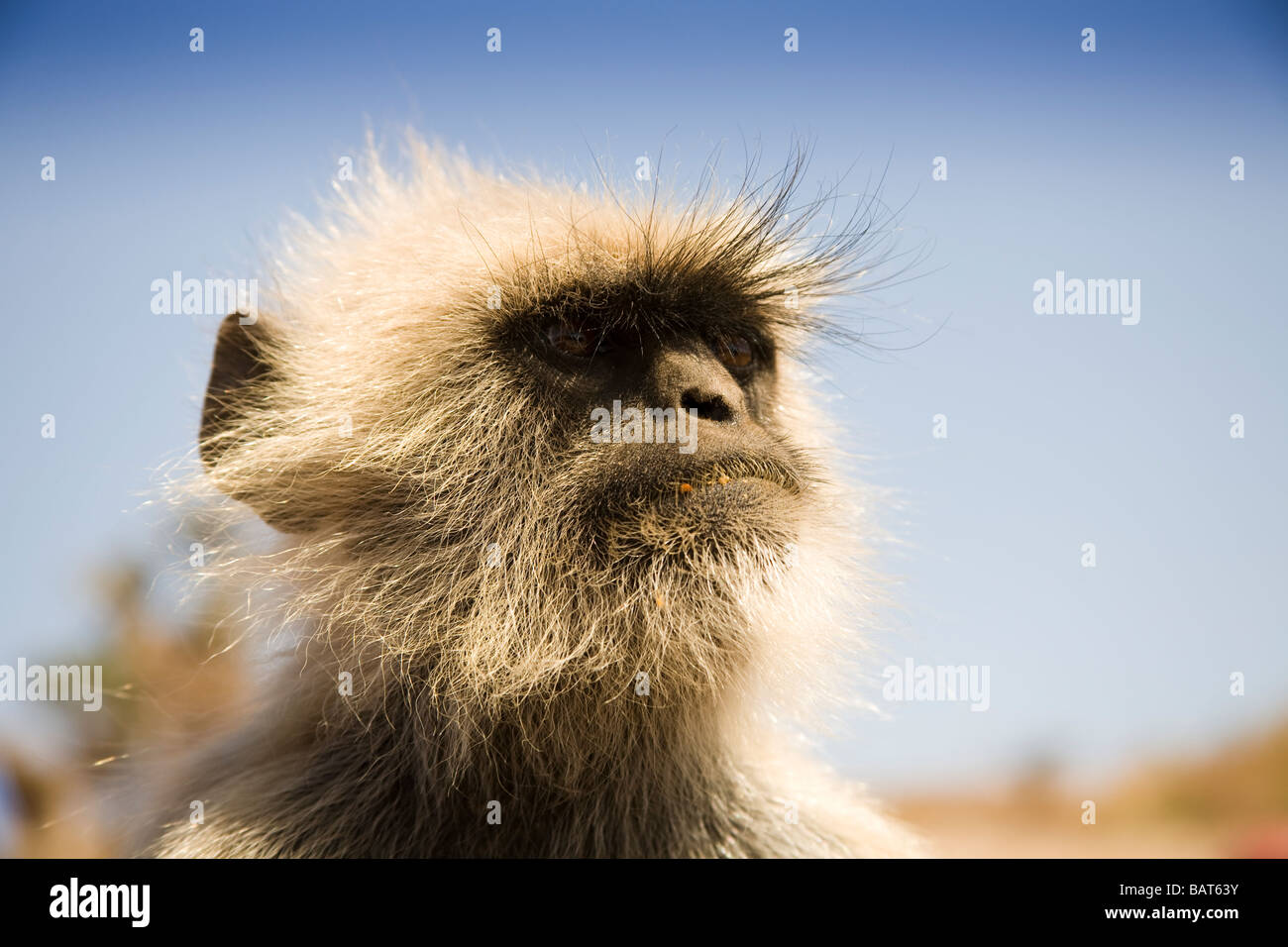 Gray Langur monkey dans le Parc National de Ranthambhore, Rajasthan, Inde Banque D'Images