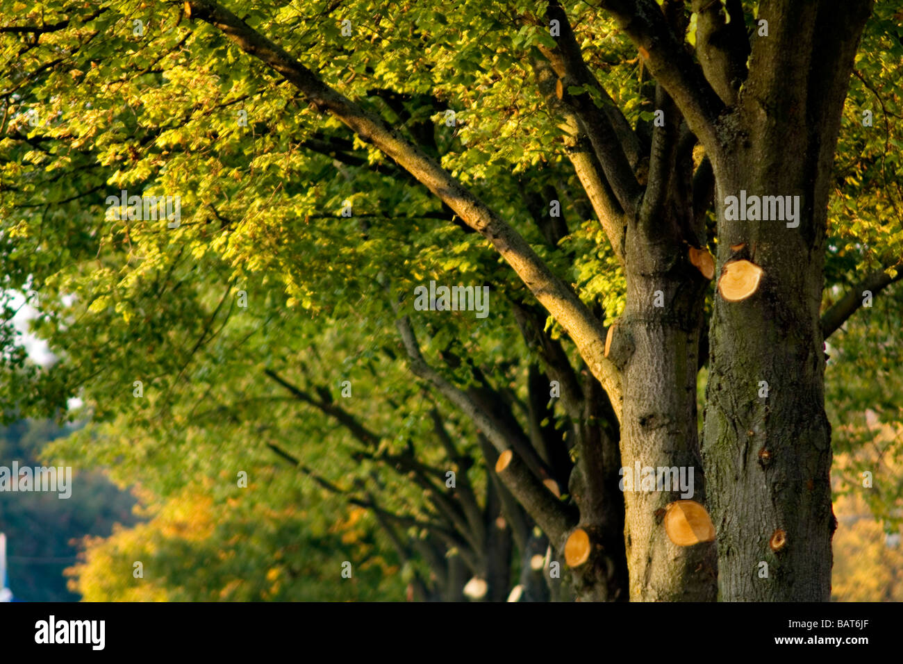 Arbres bouchent Banque D'Images